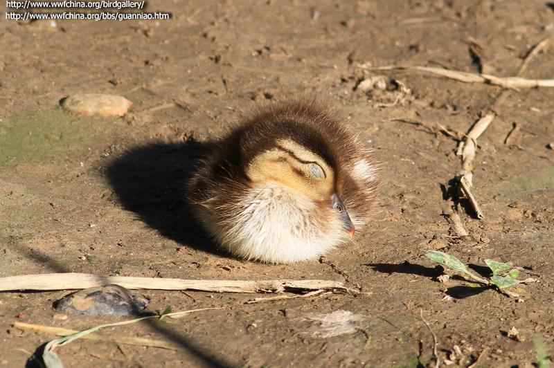 ԧ�죺����