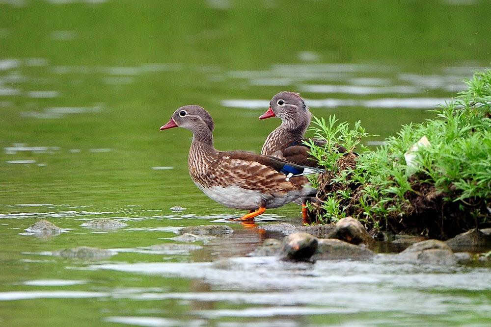 ԧ�죺�ǳ���