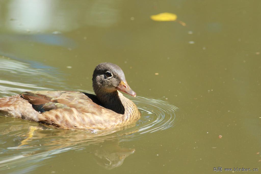 ԧ�죺�ǳ���