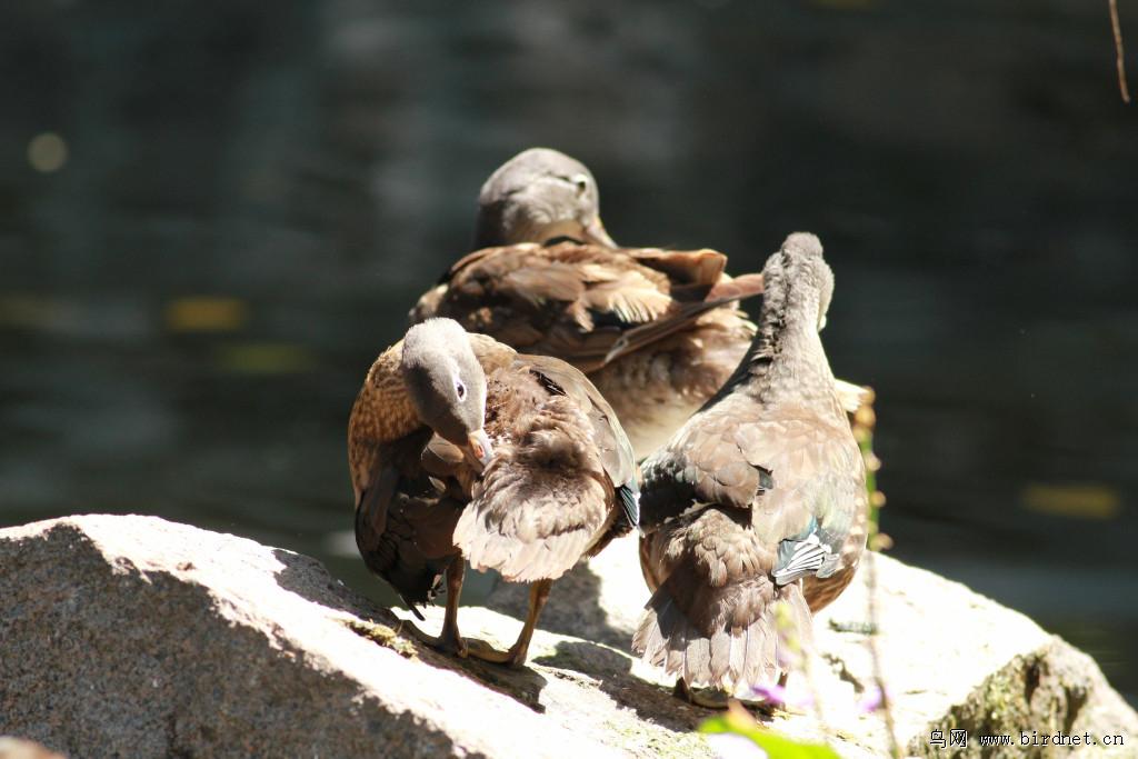 ԧ�죺�ǳ���