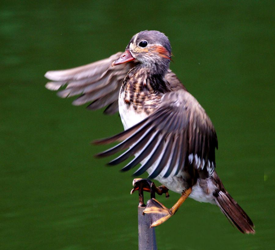 ԧ�죺�ǳ���