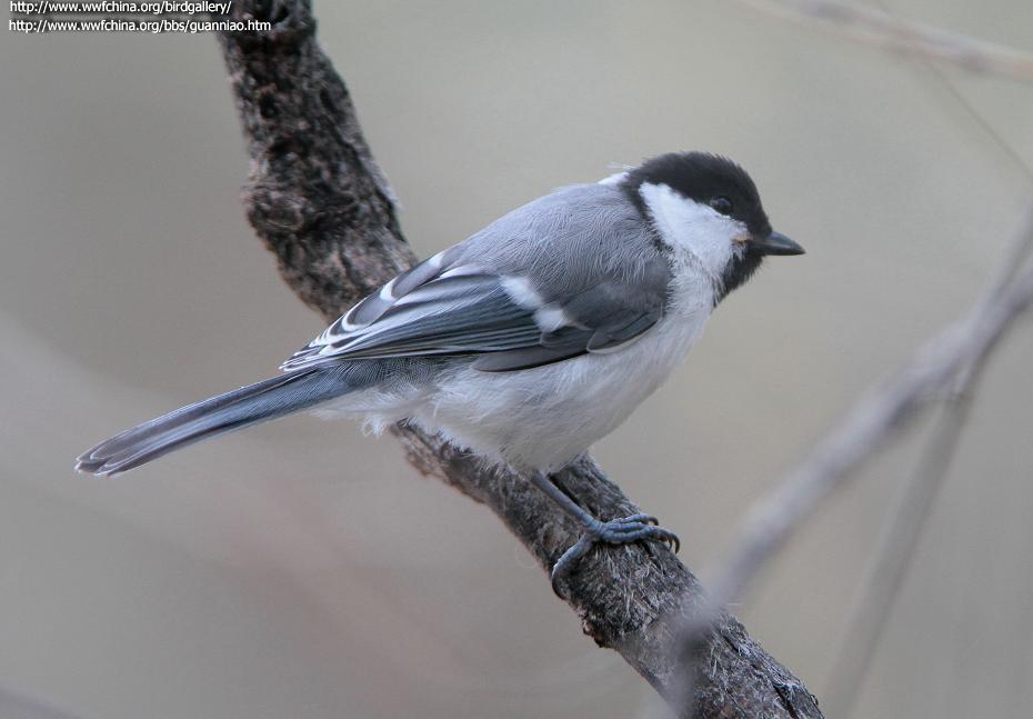 ����ɽȸ��ͼƬ