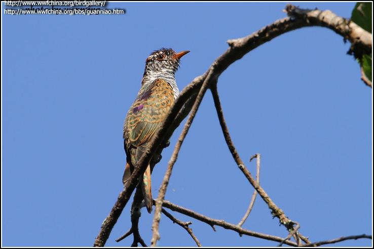 �Ͻ�飺�ǳ���