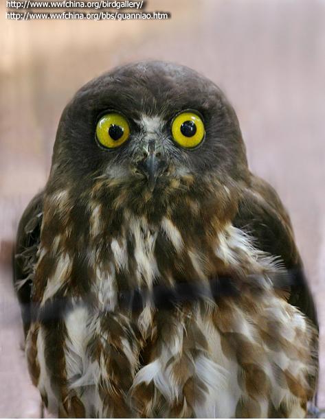 ӥ�^������