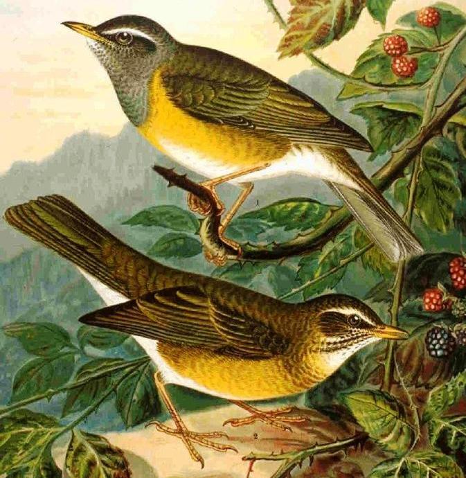 ��ü𴣬��Ϊ������Ϊ����