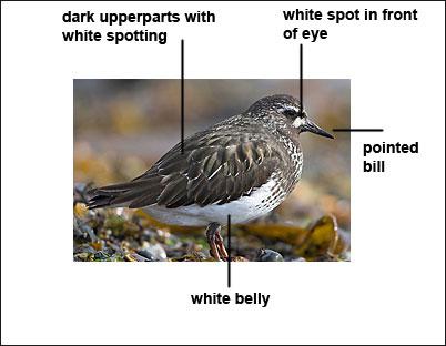 �ڷ�ʯ�֣���ֳ��