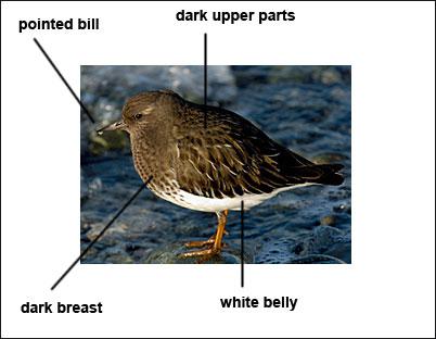 �ڷ�ʯ�֣��Ƿ�ֳ��