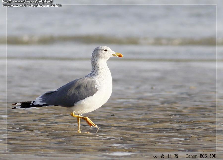 休氏银鸥(过期词条) 休氏银鸥(过期词条)的图片