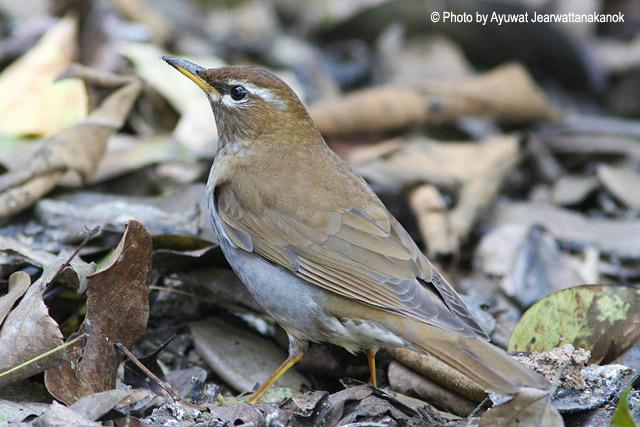 ��ͷ𴣬����