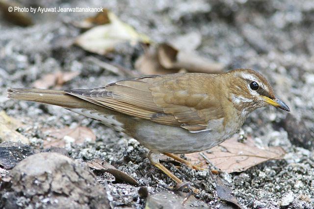 ��ͷ𴣬����