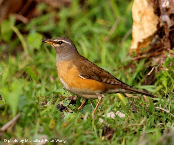 ��ü�����