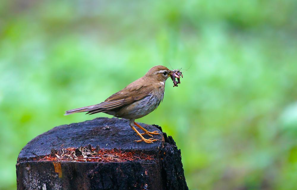 ��ͷ𴣬��Ӱ������ã���ͷ��ڻ����ߺ��ε���Ҷ���ﷱֳ���ڶ����Ǻܳ�������ֵ��ǡ����Ӷ����ǵ�Խ���ص�����������Ǩ��·���ϣ����Ǽ���������������ò���������ټ������Ǿ�������ô���������أ���