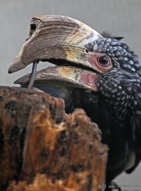 ������Ϭ��ͷ����д����������θֶ�