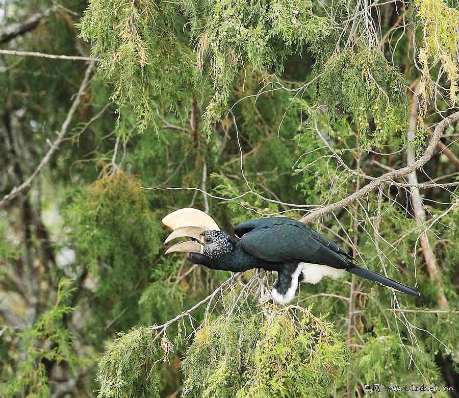 ������Ϭ�����񣬿��ڱȴ���Ĵ�