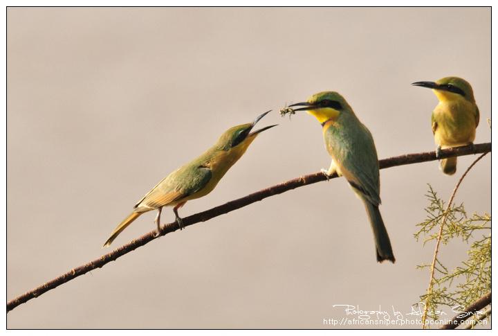 С�仢����Ӱ��������