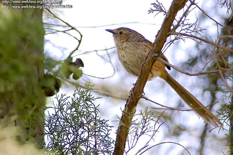 条纹山鹪莺 条纹山鹪莺的图片