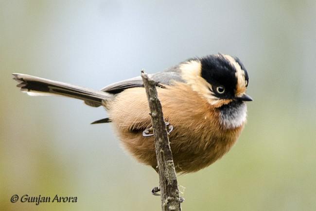 �ضβɽȸ��ͼƬ