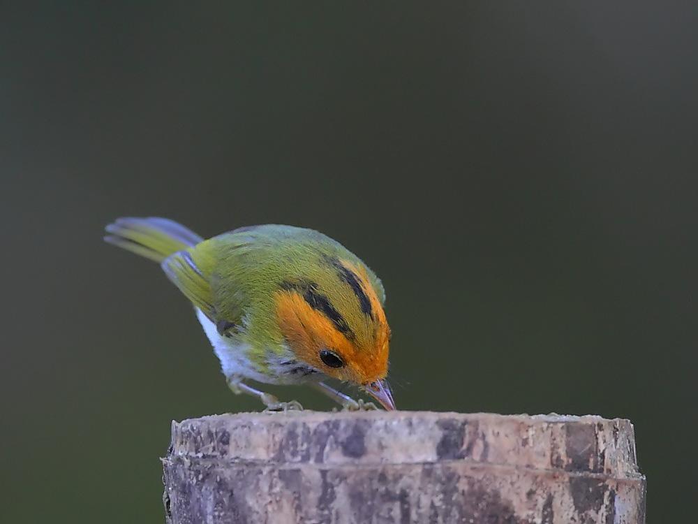 �����lݺ����Ӱ����