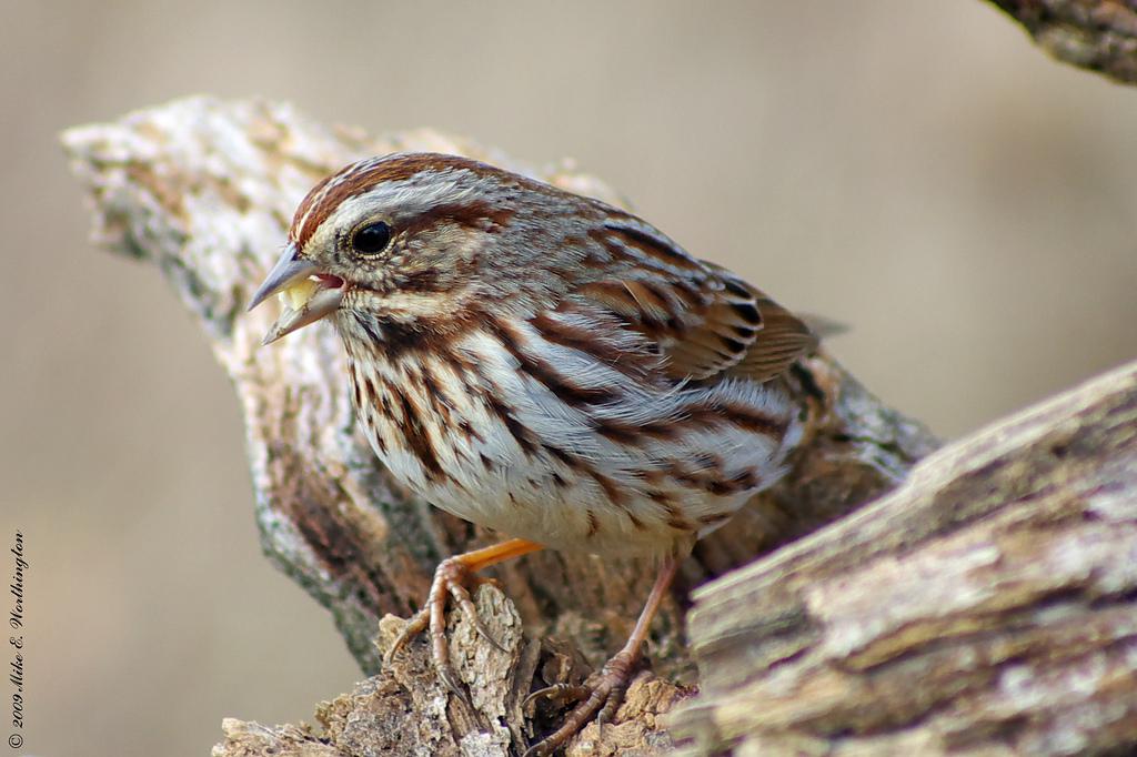 ����c������mworthi245