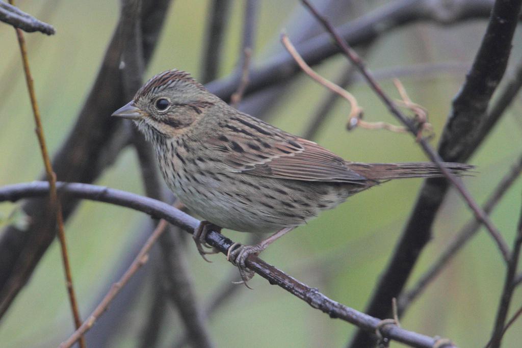 ���ϴ��c���沿�ߴ��ǵİ߿�