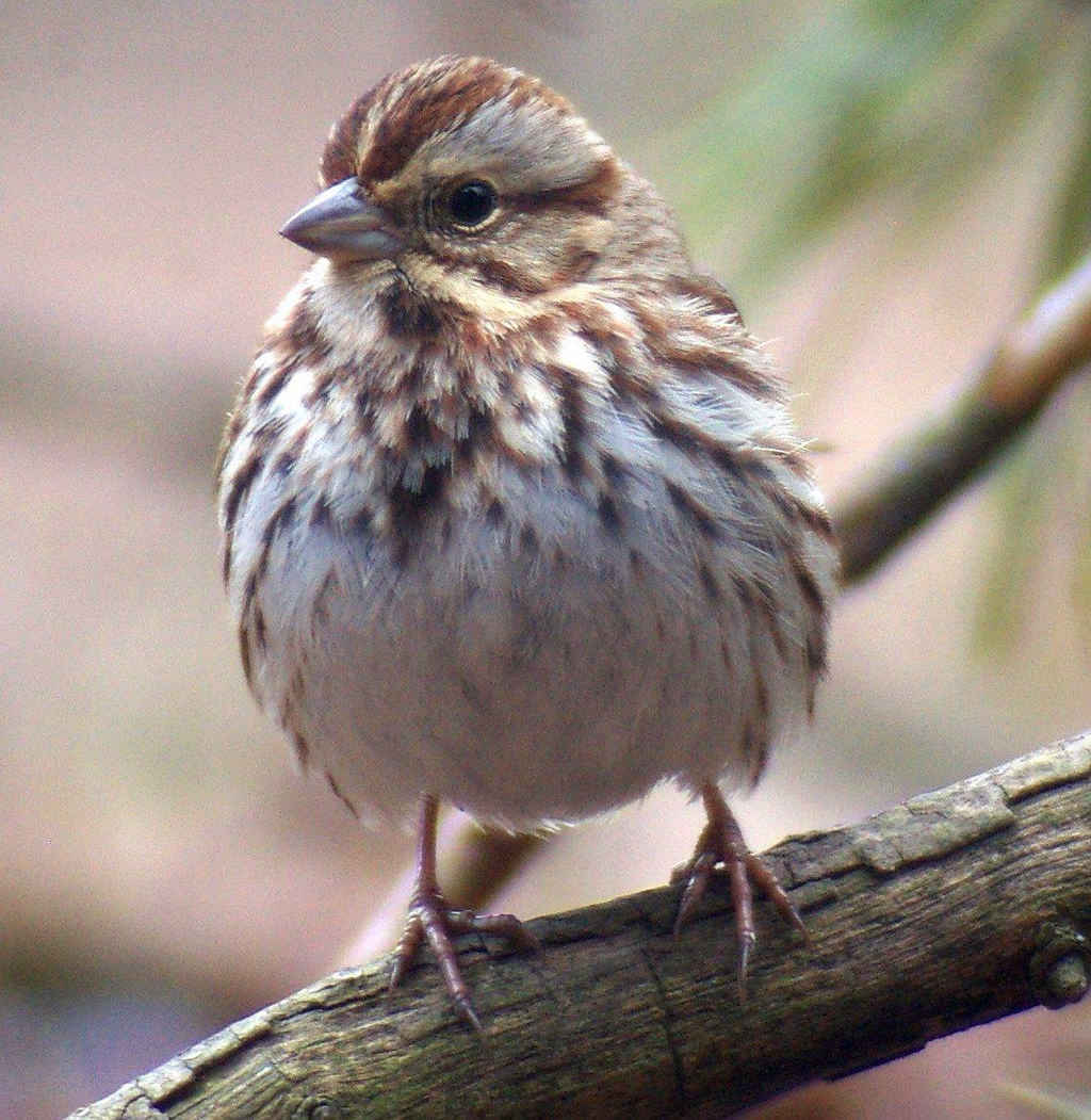 ����c����Ӱ���ߣ�thelearnedfoot_