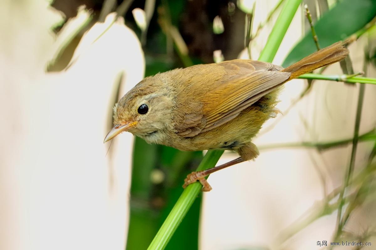 Զ����ݺ��ͼƬ