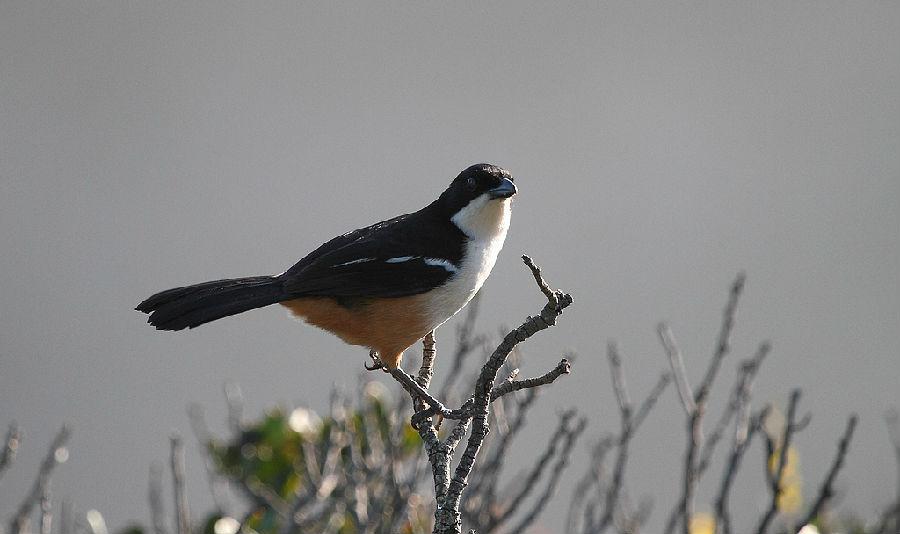 ��ɫ���V��ͼƬ