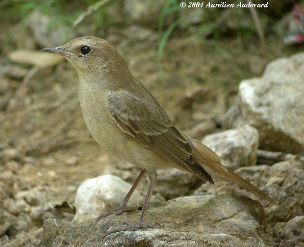 新疆歌鸲 新疆歌鸲的图片