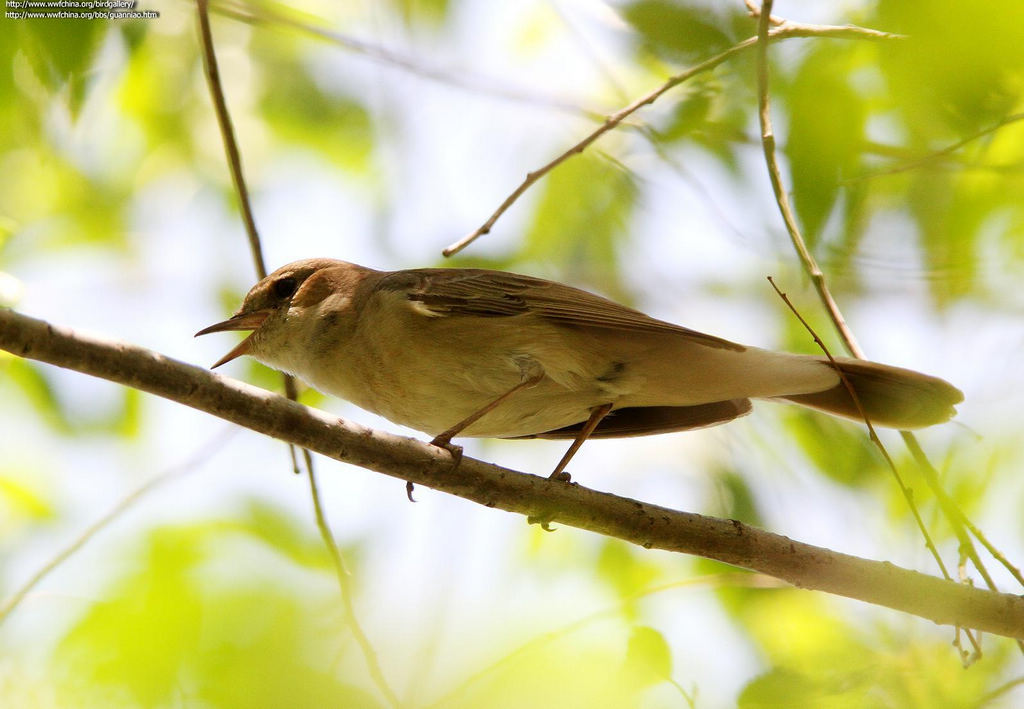 �½���𶣬��Ӱ��ү�ӣ������½�����