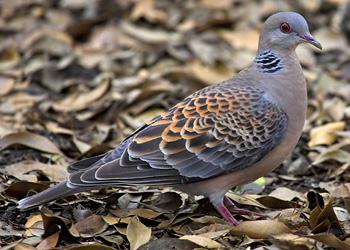 �������ɽ��𣚣��Ƭ״��Ƭ