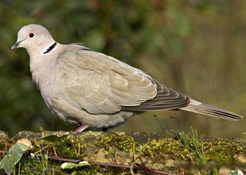 ������ĻҰ��