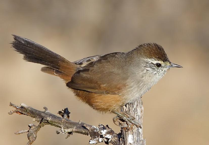 ��β��������