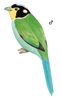 ��β��������̬����ͼ