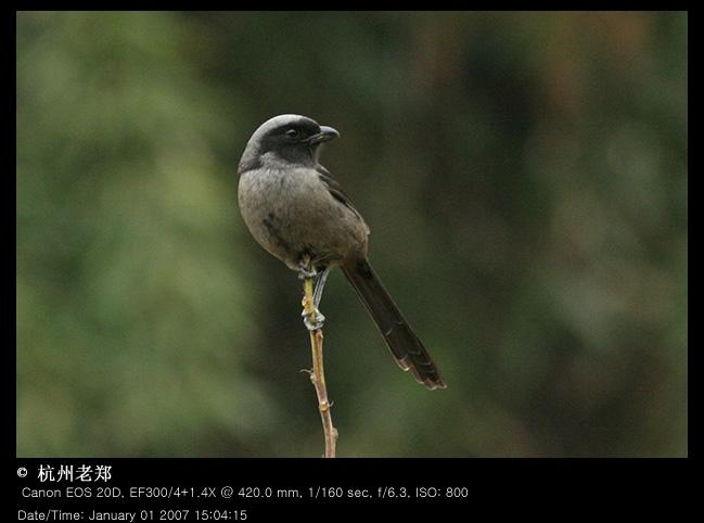黑伯劳 黑伯劳的图片