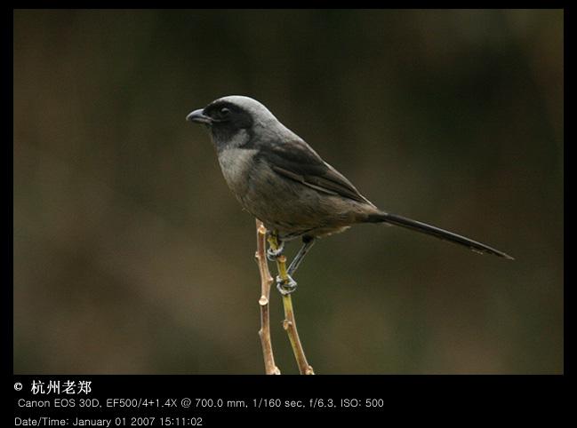 �ڲ��ͣ���Ӱ��������֣�������㽭ǧ������2007��1��