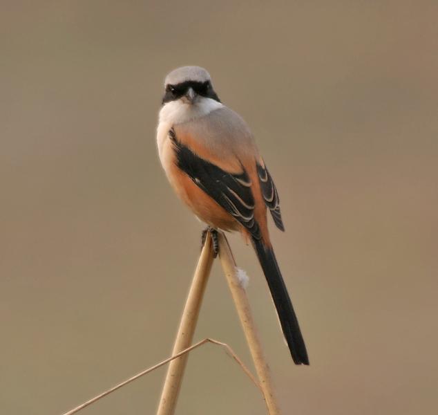 �ر�����