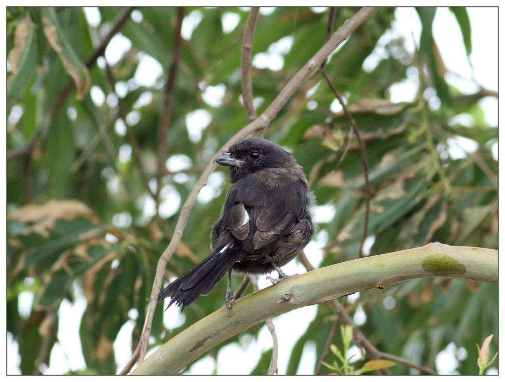 �ڲ��ͣ�����ȫ�ڡ���Ӱ������