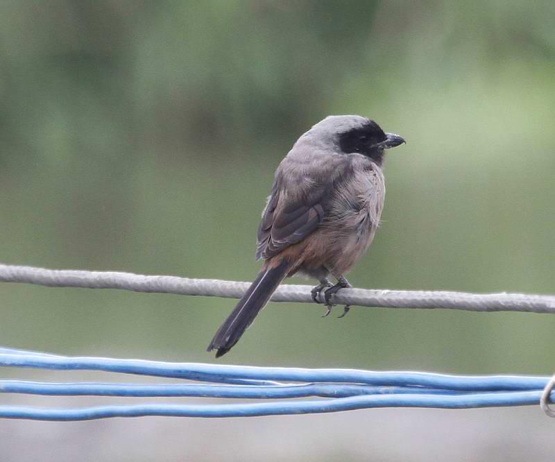 �ڲ��ͣ���ɫ��ǳ����Ӱ������