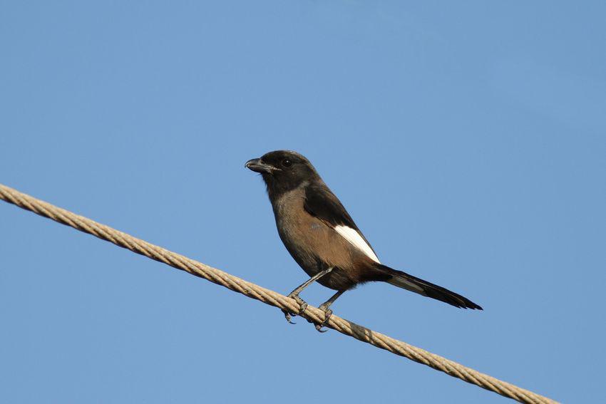 �ڲ��ͣ�����ɫ���ߣ���Ӱ��С��