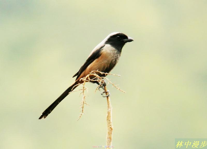 �ڲ��ͣ���ɫ���ں�ɫ������ɫ��֮�䡣��Ӱ��������������Ӱ2008��12��27�ո�����������ɽ��