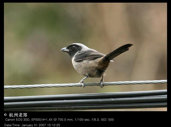 �ڲ��ͣ���Ӱ��������֣�������㽭ǧ������2007��1��