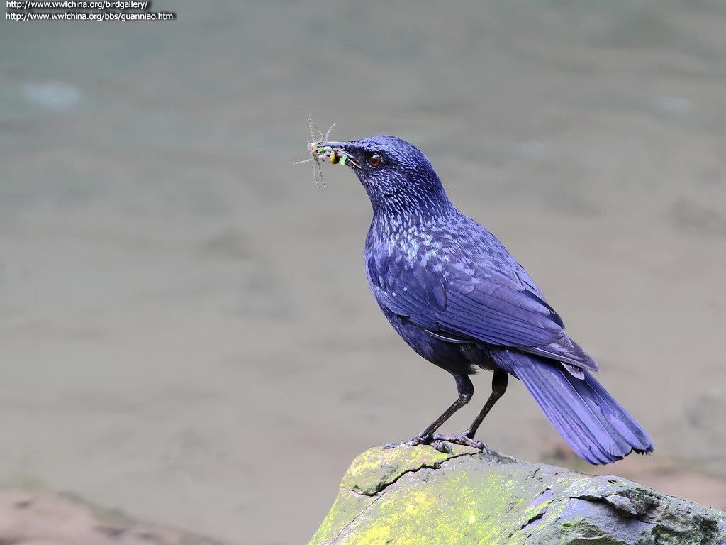 紫啸鸫 紫啸鸫的图片