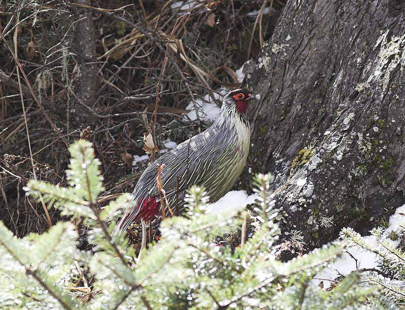 血雉 血雉的图片