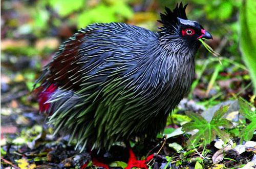 Ѫ������