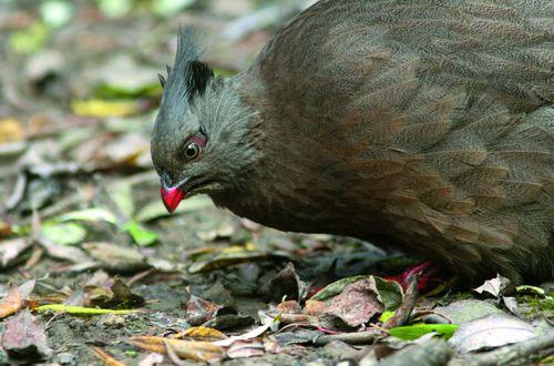 Ѫ������