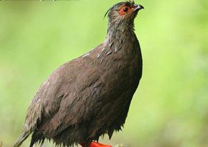 Ѫ��������