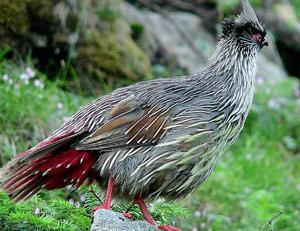 Ѫ��������