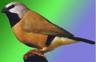 黑喉草雀 黑喉草雀的图片