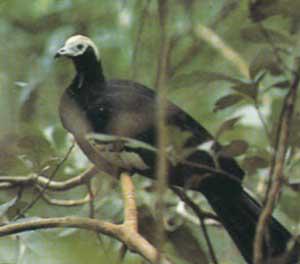 塚雉 塚雉的图片