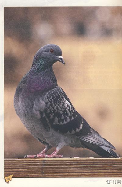 ����ڣ��